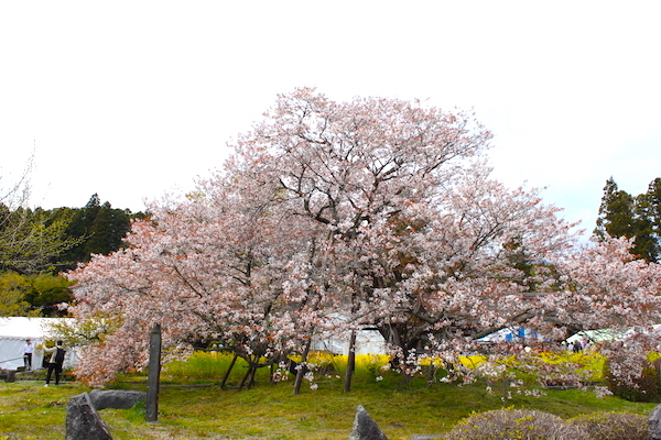 狩宿の下馬桜と井出館 富士宮 狩宿さくらまつりと源頼朝ゆかりの日本五大桜 すそのナビ